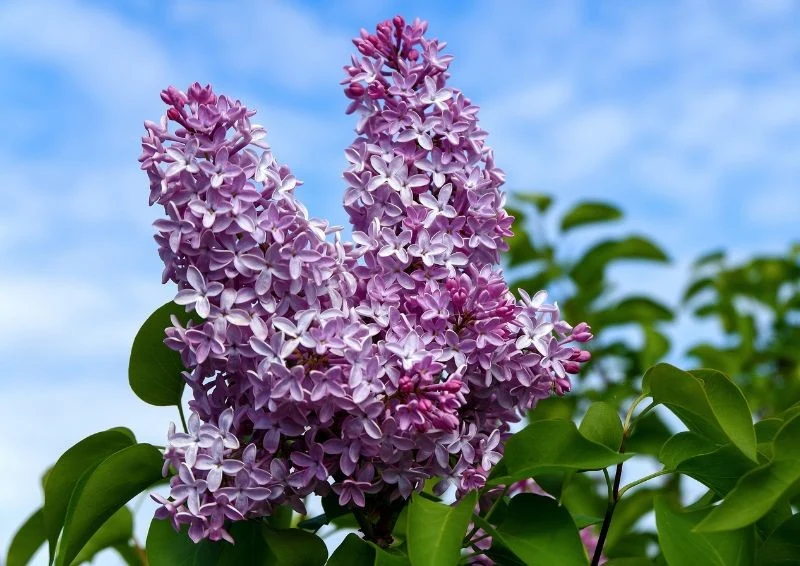 Kwiaty bzu nie tylko pięknie wyglądają, ale też obłędnie pachną.