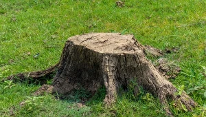 Do usuwania pnia drzewa warto wykorzystać naturalne środki.