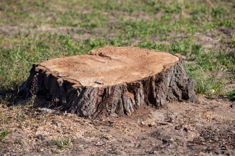 Stosując naturalne sposoby na pozbycie się pnia drzewa, trzeba uzbroić się w cierpliwość