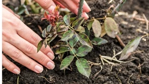 Jakich błędów należy się wystrzegać zimą, aby nie zaszkodzić różom?