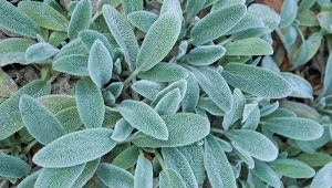 Uprawa czyśćca wełnistego w ogrodzie. Poznaj jego zalety, wymagania i zastosowanie w ogrodzie.