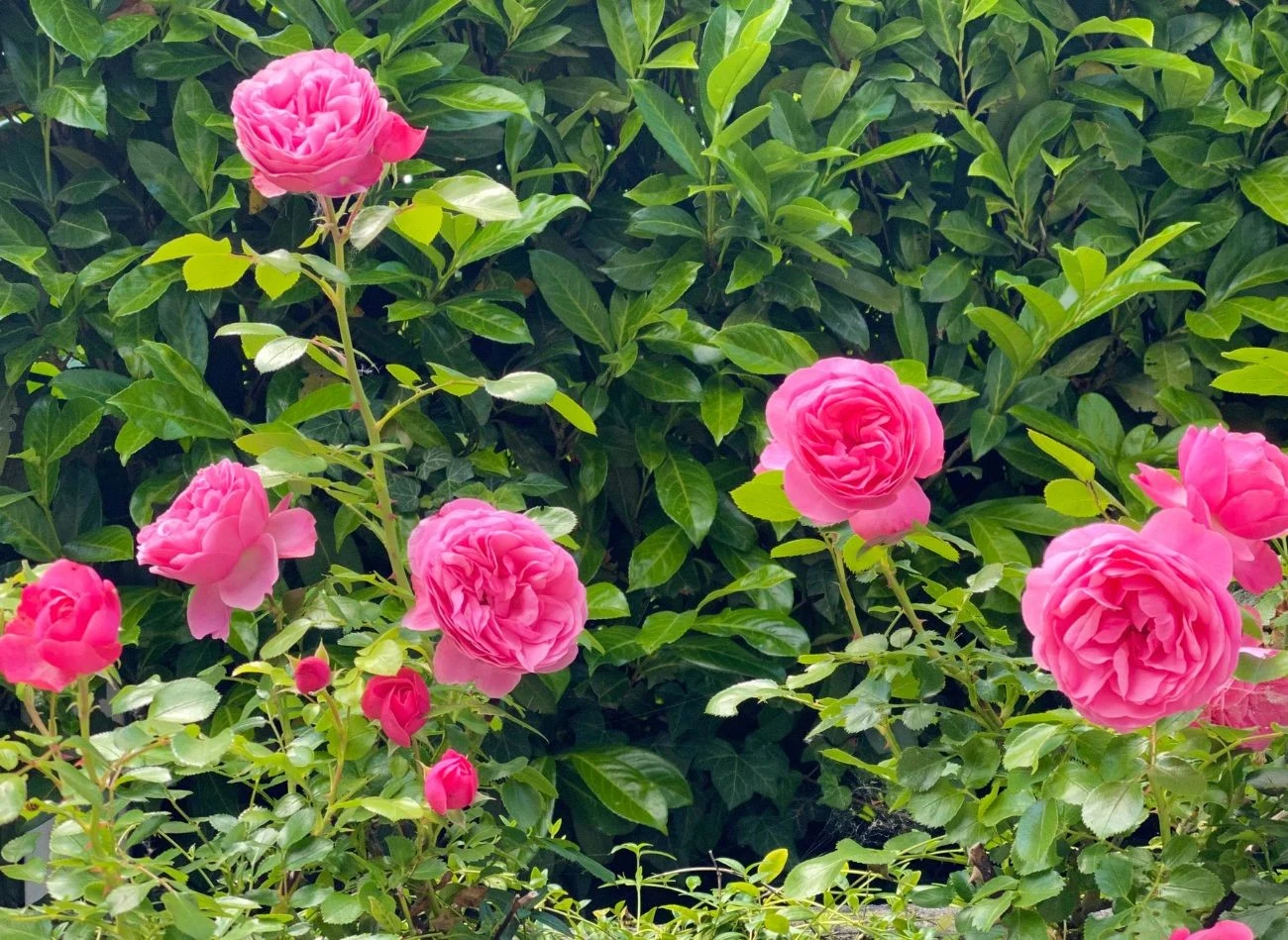 Zimowe przycinanie róży może źle wpłynąć na jej kwitnienie w nadchodzącym sezonie