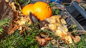 Czy awokado można kompostować? Przed wrzuceniem do pryzmy trzeba zrobić jedną rzecz.