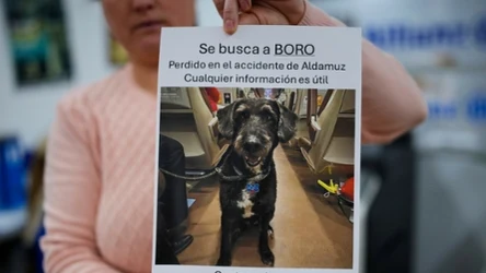 Trwają poszukiwania psa Boro, który przeżył katastrofę kolejową w Adamuz w Hiszpanii.