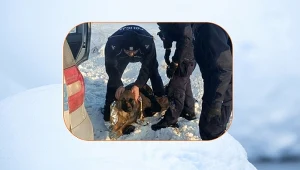 Policjanci uratowali życie psa, który przymarzł do pobocza drogi. Akcja służb miała miejsce w Przysowach