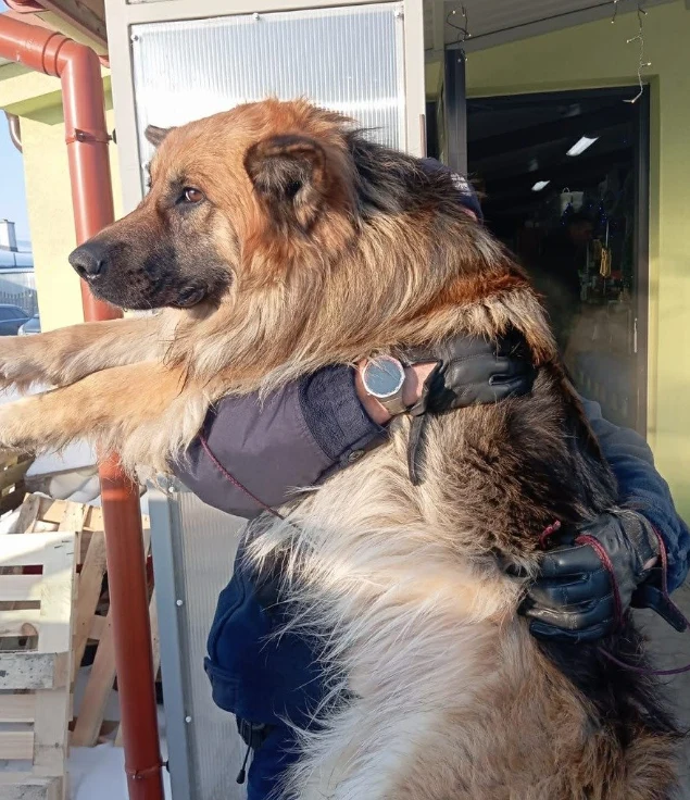 Duży pies o długiej, gęstej sierści trzymany w ramionach przez osobę ubraną w kurtkę i rękawiczki, widoczne detale budynku w tle.