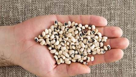 Fasola czarne oczko to produkt bogato odżywczy 