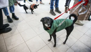 Karma Doliny Noteci miała trafić do bezdomnych psów. Zdjęcie ilustracyjne.