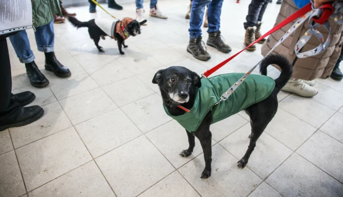 Karma Doliny Noteci miała trafić do bezdomnych psów. Zdjęcie ilustracyjne.