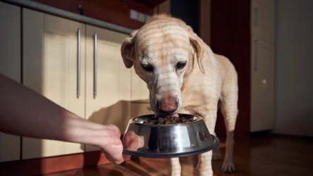 Co można dodać do diety psa, by wspierać jego układ pokarmowy?