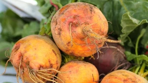 Złoty burak zyskuje popularność wśród działkowców. Czy warto go sadzić?