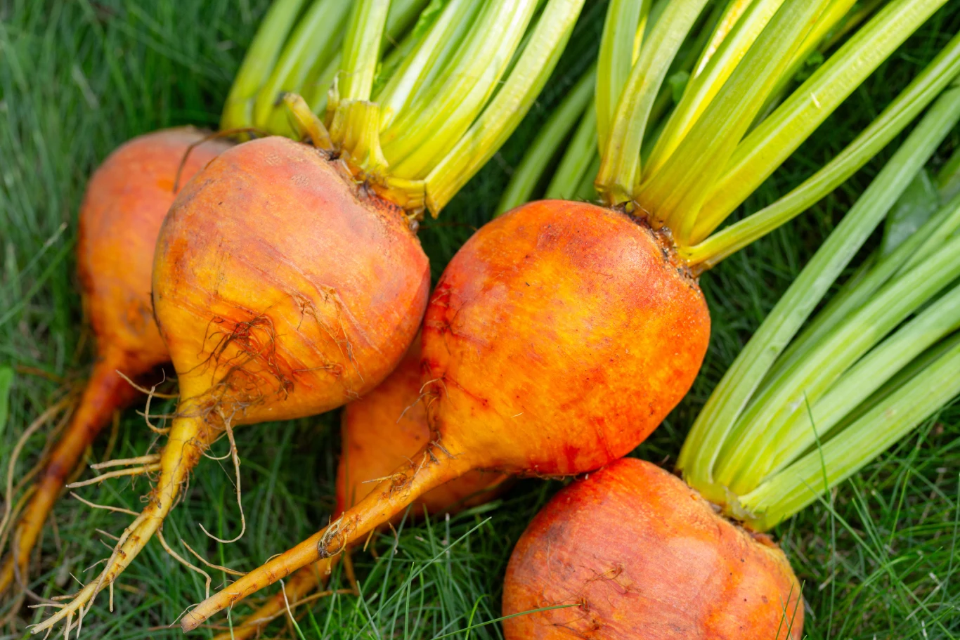 Cztery żółte buraki o długich, zielonych liściach leżące na trawie, świeże i prosto z ogrodu, wyraźnie widać strukturę skórki oraz korzenie.