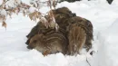 Dziki mają unikalną strategię na przetrwanie mrozów. Po prostu się... przytulają