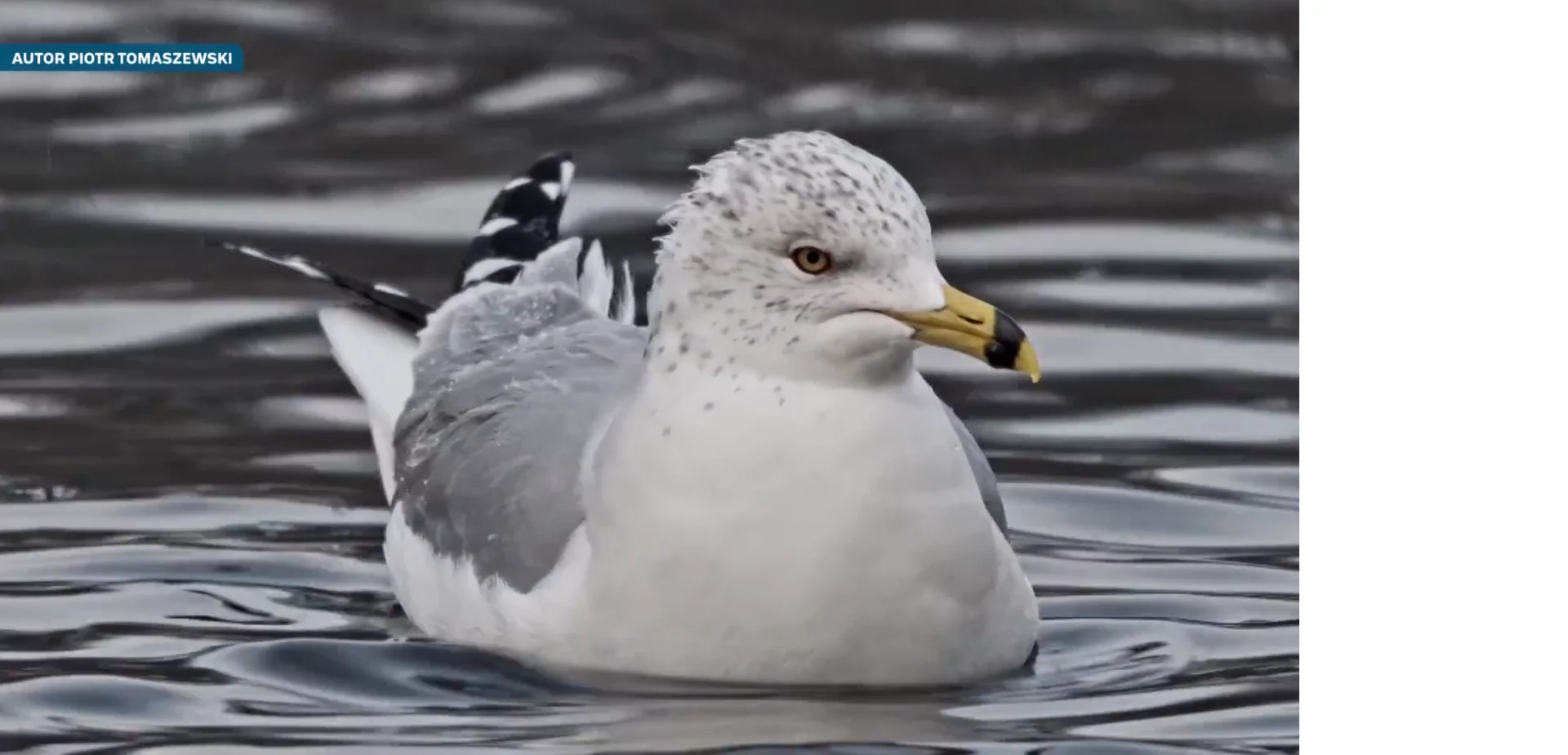 Mewa o szaro-białym upierzeniu pływa na spokojnej wodzie, z wyraźnie widocznym żółtym dziobem z czarną końcówką i ciemnymi końcówkami skrzydeł.