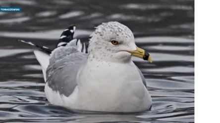 Czysta Polska - odcinek 246