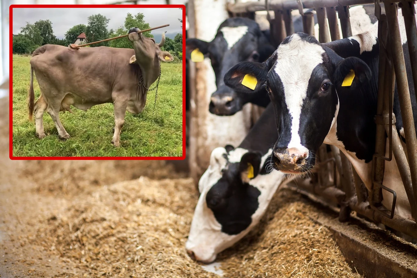 Krowy są mądrzejsze, niż się może wydawać. W warunkach hodowli przemysłowej nie są jednak w stanie tego pokazać Krowy mleczne stojące w zagrodzie, spożywające paszę, z wyraźnie widoczną czarno-białą maścią, w rogu zdjęcia wstawka ukazująca brązową krowę na zielonym pastwisku.