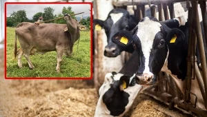 Nie tylko ludzie używają narzędzi. Ta krowa zaskoczyła naukowców