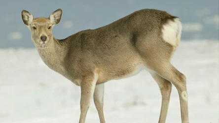 Co to są jelenie sika?