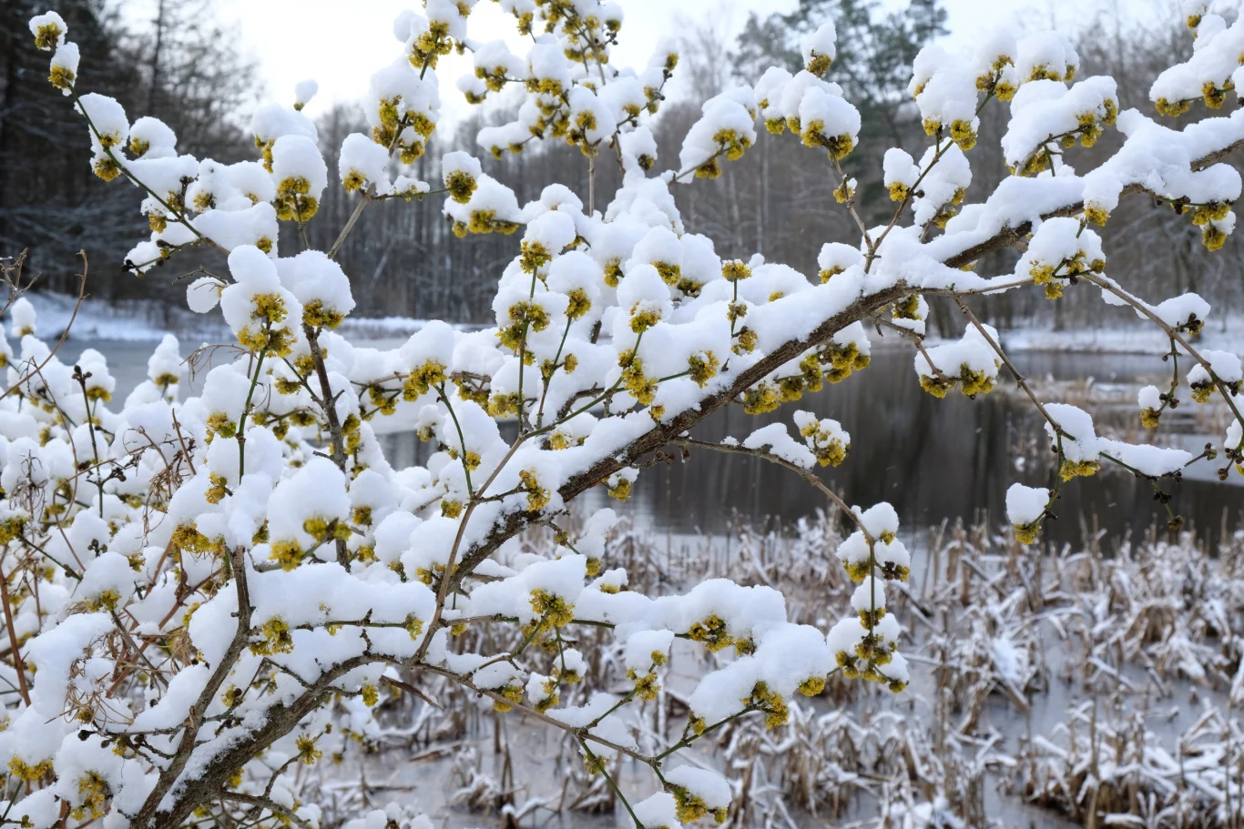 Gałęzie krzewu pokryte puszystą warstwą świeżego śniegu, żółte kwiaty przebijające się spod białej pokrywy, w tle zamarznięty staw oraz las z nagimi drzewami.
