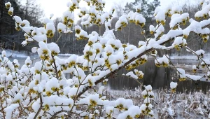 Czarujący krzew, który kwitnie w śniegu. Idealna ozdoba zimowego ogrodu