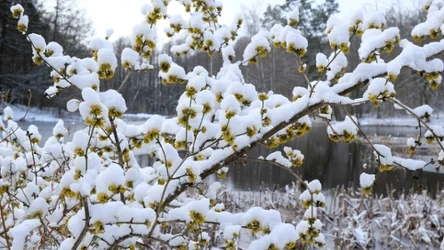 Oczar: krzew, który zdobi ogród zimą