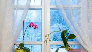 Wieczorem zrób to ze storczykiem. Nowe kwiaty pojawią się raz, dwa 