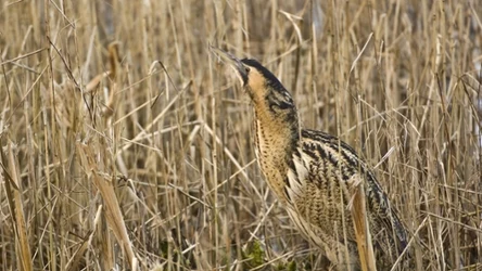 Bąk zwyczajny to ptasi mistrz kamuflażu.