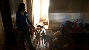 Przebadali psy w czasie wojny w Ukrainie. "Wyniki są uderzające"