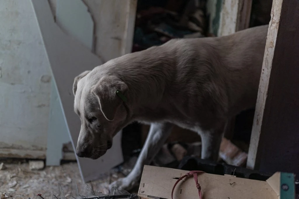 Biały pies wchodzi do zniszczonego lub opuszczonego pomieszczenia, wokół widoczne są porozrzucane deski, odpadający tynk oraz fragmenty ścian.