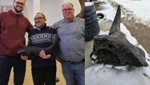 Polak znalazł na swojej działce fragment czaszki prażubra