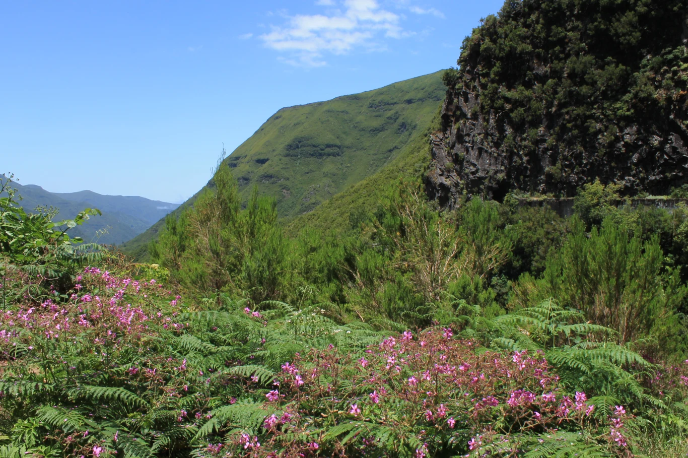 Kwitnące różowe krzewy oraz bujna zieleń w przedniej części obrazu, w tle strome zbocze porośnięte trawą i skałami, niebo częściowo zachmurzone.