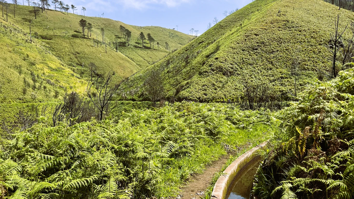 Zielone wzgórza porośnięte paprociami i niską roślinnością, w dolinie widoczna wąska ścieżka z płytkim rowem wodnym, pojedyncze drzewa na szczytach.