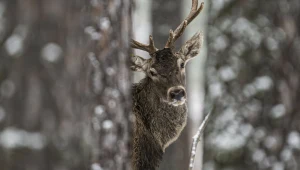 Leżał przymarznięty do śniegu. Potrącony jeleń konał dwa tygodnie