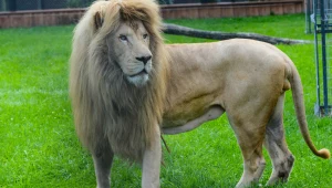 Zoo przekazało smutne wieści. Był pierwszym takim lwem w Polsce