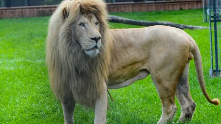 16-letni Sahim z zoo w Borysewie był pierwszym białym lwem w polskich ogrodach zoologicznych