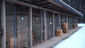 Schronisko w Sobolewie zamknięte. Premier reaguje