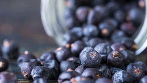 Jagody tego krzewu można spożywać w wersji świeżej i suszonej.