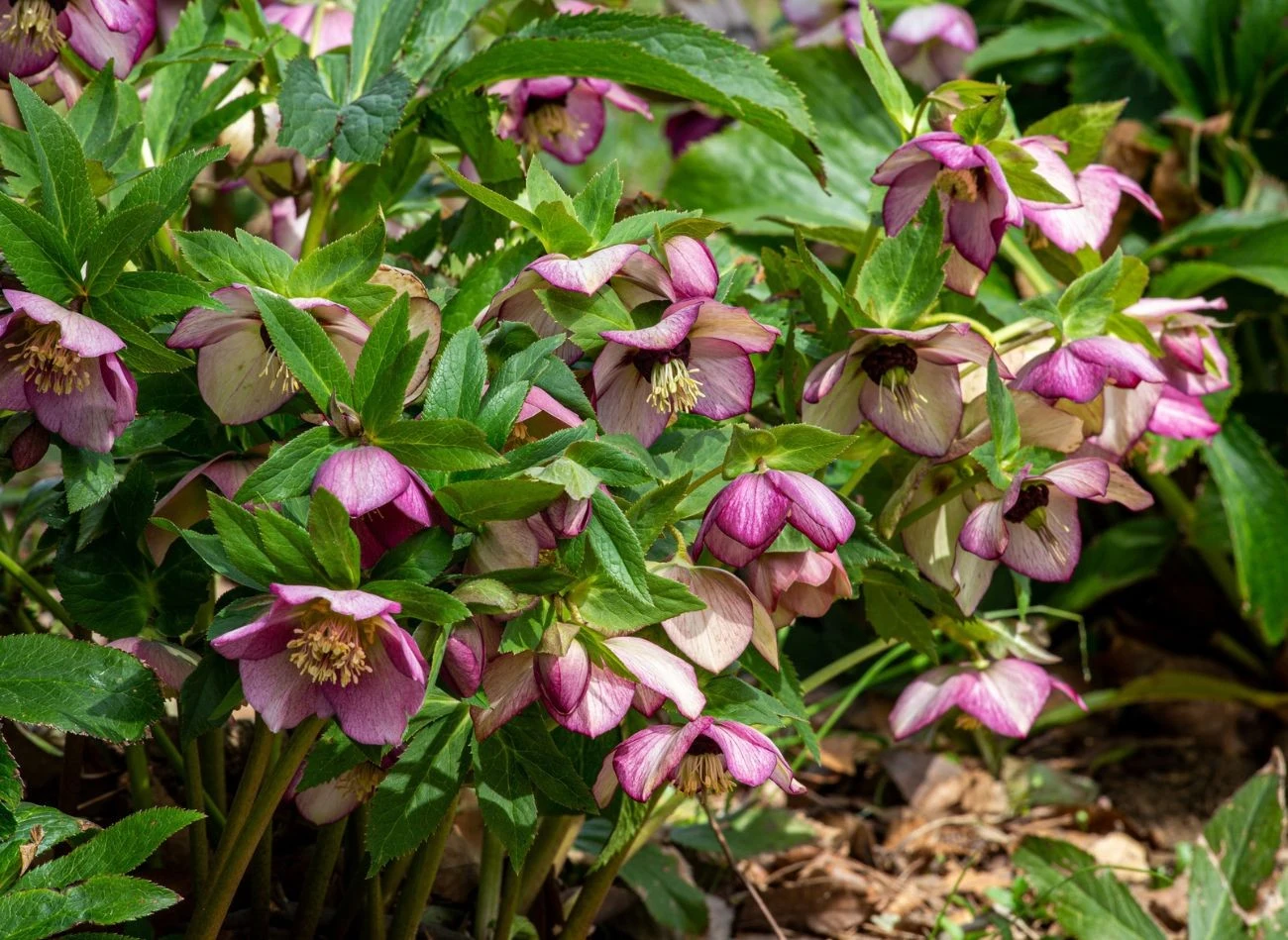 Ciemierniki można rozmnażać na dwa sposoby - przez podział lub nasiona.