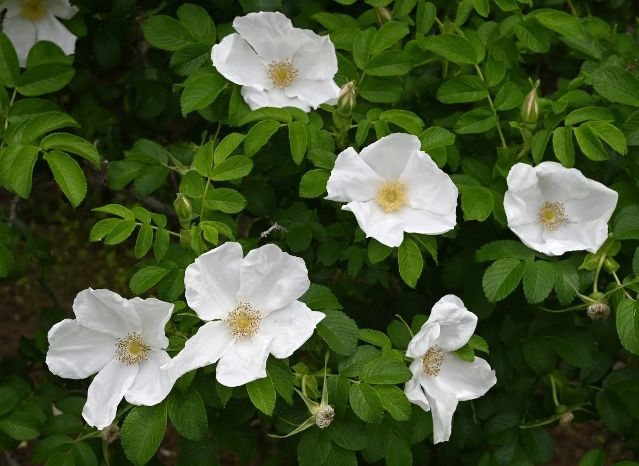 Pielęgnacja róży pomarszczonej ogranicza się do minimum.