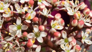 Do najczęściej sadzonych odmian skimii zaliczana jest  'Rubella', ceniona za bardzo dekoracyjne pąki kwiatowe.