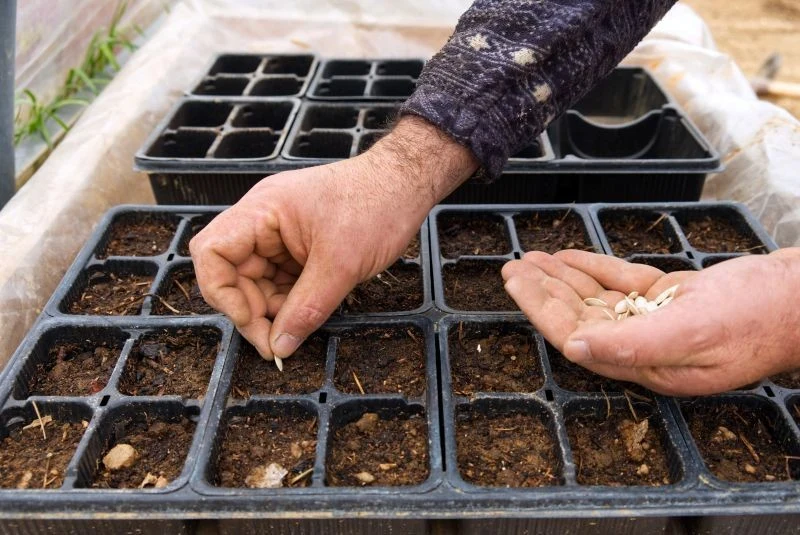 Podczas przygotowywania własnej rozsady warzyw, trzymajmy się podstawowych zasad