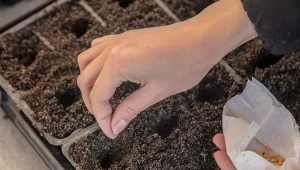 Wysiew warzyw nasion na rozsadę w odpowiednim terminie ma kluczowe znaczenie dla uprawy.