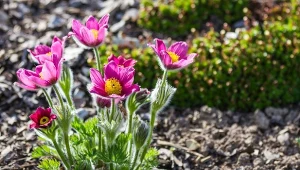 Jakie rośliny warto wysiać w styczniu, aby wiosną pokryły skalniak? Idealna jest sasanka zwyczajna.