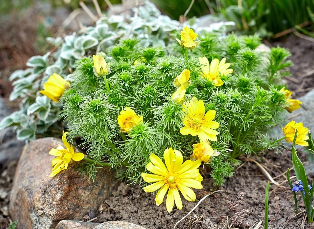 Nasiona miłka wiosennego wymagają stratyfikacji, dlatego można je wysiać, korzystając z metody siewu zimowego.