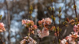 Kwiaty kaliny wonnej otulają zimowy ogród słodkim zapachem.