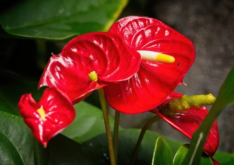 Anturium daje znaki, gdy potrzebuje przesadzenia.