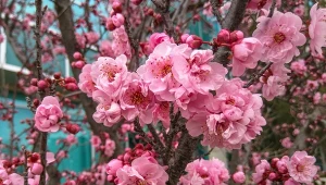 Co posadzić w ogrodzie w stylu japońskim? M.in. wiśnię piłkowaną.