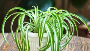 Zasychanie końcówek liści doniczkowych to częsty problem w zimie. Jak temu zapobiec?