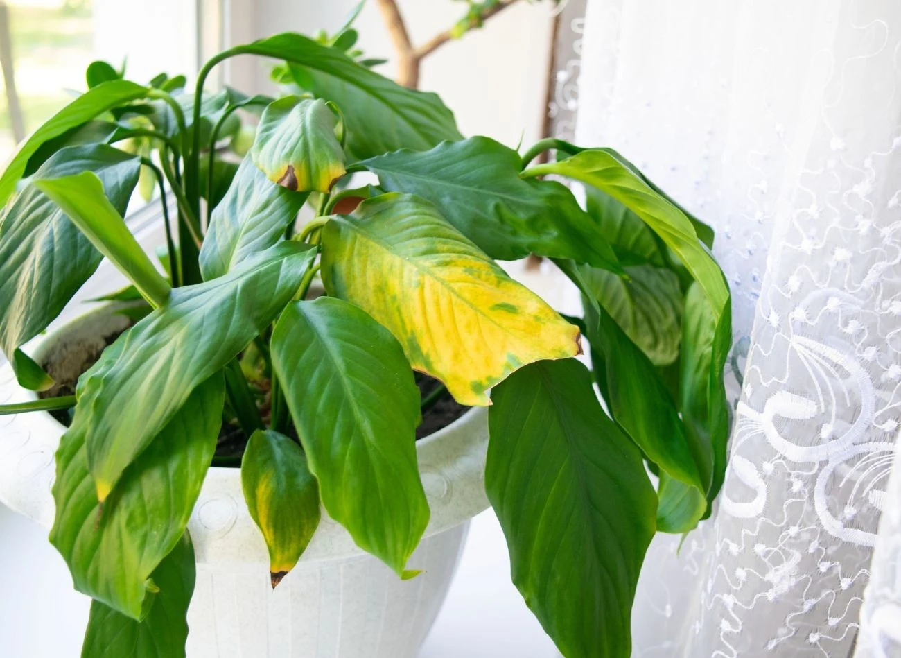 Brzegi liści mogą zasychać z powodu przeciągów i zimna