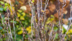 Zima to dobry czas na przycięcie porzeczki.